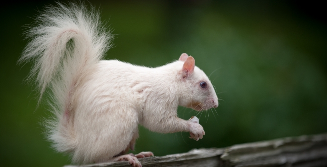 Albino Eichhörnchen besucht immer wieder Ehepaar